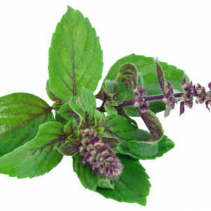 Soin capillaire – Tulsi (Basilic sacré)