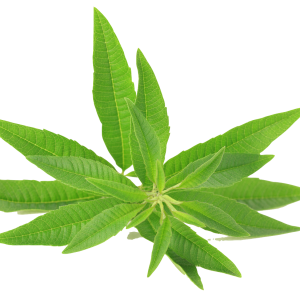 Soin capillaire – Verveine