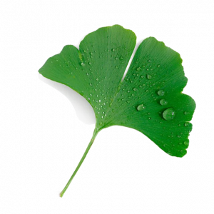 Soin capillaire – Ginkgo
