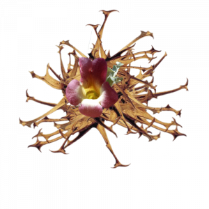 Soin capillaire – Harpagophytum