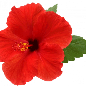 Soin capillaire – Hibiscus