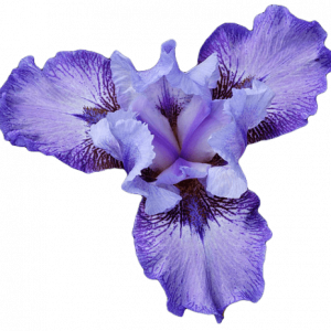 Soin capillaire – Iris