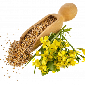 Soin capillaire – Graines de moutarde