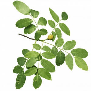 Soin capillaire – Noyer