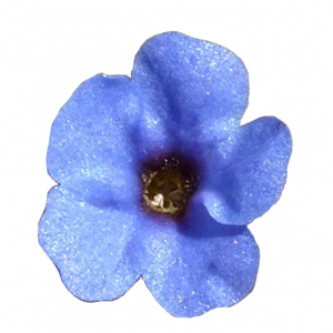 Soin capillaire – Orcanette