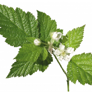 Soin capillaire – Ortie blanche