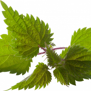Soin capillaire – Ortie piquante