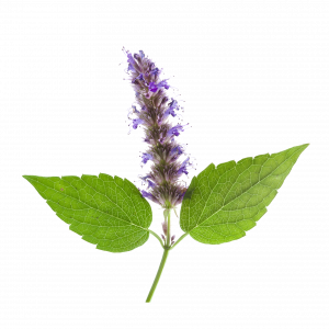 Soin capillaire – Patchouli