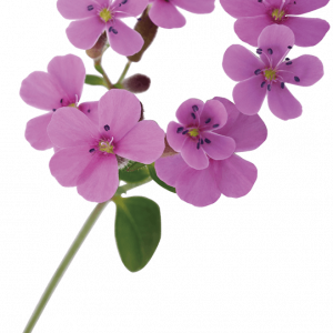 Soin capillaire – Saponaire