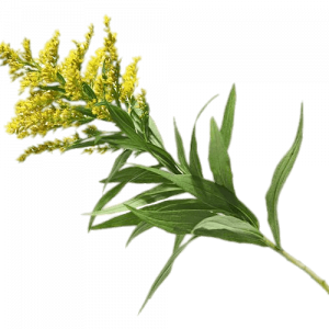 Soin capillaire – Verge d’or (Solidage)