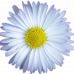 Soin capillaire – Matricaire