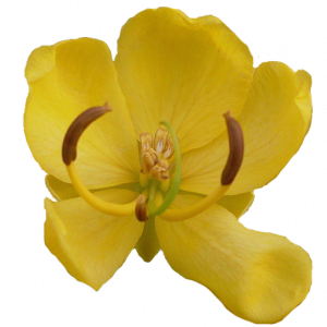 Soin capillaire – Cassia (Henné neutre)