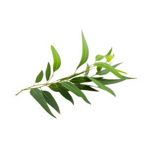 Soin capillaire – Eucalyptus