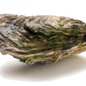 Soin capillaire – Huître