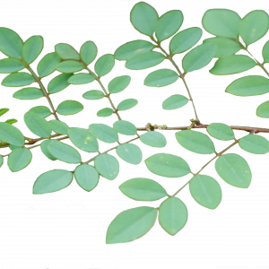 Soin capillaire – Indigo