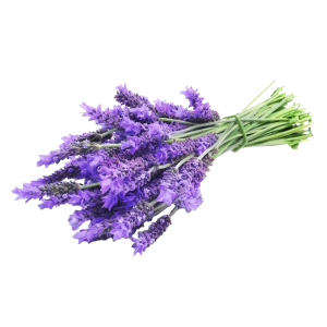Soin capillaire – Lavandin