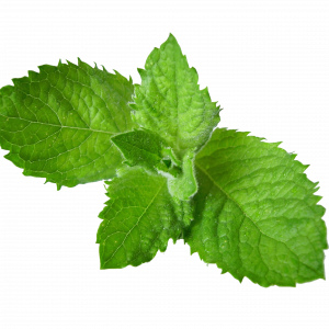 Soin capillaire – Menthe poivrée