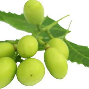 Soin capillaire – Neem