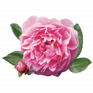 Soin capillaire – Rose