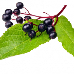 Soin capillaire – Sureau